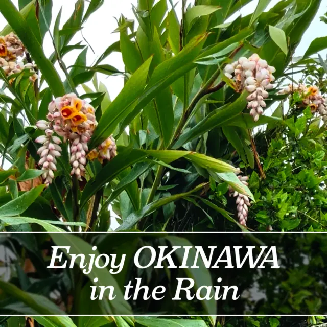 Enjoy Okinawa in the Rain ☔️🌿

Japan’s rainy season comes early to Okinawa, typically beginning around May.

This time of year brings out a different side of the islands ✨
Greens feel deeper, the air turns fresh, and everything slows down in the best way.

It’s also a great time to explore indoor spots and hands-on experiences 🏺
Think cultural workshops, cozy cafés, and local galleries.

With the early summer heat and humidity, it helps to come prepared ☁️
Light clothing, an umbrella or raincoat, and shoes with good grip can make a big difference.

Rain doesn’t have to change your plans—just the way you experience them 🌈

More ideas for enjoying Okinawa during the rainy season are coming this May. Stay tuned 👀

What kind of places do you enjoy on rainy days? ☁️

#Okinawa #Okinawaprefecture #Visitokinawa #Visitokinawajapan #Exploreokinawa #Discoverokinawa #Traveltips #Japantraveltips #Okinawatraveltips #Okinawaguide #Okinawatips #Okinawarainyseason #Rainseason #Japanrainseason #Rainseasontips #Earlysummer #Okinawasummer #Okinawasummertips #Japanearlysummer #Okinawaearlysummer #Indooractivites #Rainactivities #Travelrainplanning #Workshops #Galleries #Cafe #Okinawamay #Mayokinawa #Okinawainmay #Japanmay