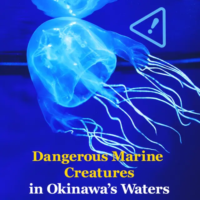 During the summer, marine creatures such as the habu jellyfish are more active, so a little preparation can help you enjoy the sea with greater peace of mind.

Here are a few tips to help you enjoy Okinawa’s beaches safely:

🪼 Do not touch unfamiliar marine life carelessly; admire from a distance.
🩴Wear beach shoes to protect your feet from rocks, coral fragments, and dangerous marine creatures.
🏖️ Choose beaches with jellyfish nets and lifeguards whenever possible.
📋 Check beach information boards, weather conditions, and follow guidance from lifeguards or official information before swimming.
👨‍👩‍👧‍👦 Keep children within sight and supervise them closely in and around the water.
🚑 If you’re stung or injured, don’t try to treat it yourself. Let a lifeguard or beach staff member know as soon as possible and follow their instructions.

🔖 Save this post before your trip, and enjoy Okinawa’s beaches safely!

🌐Learn more about habu jellyfish and marine safety:
https://visitokinawajapan.com/news-media/habu-jellyfish-outbreak-advisory

#VisitOkinawa #Beokinawa #Okinawasummer #TravelTips #Okinawabeachtips