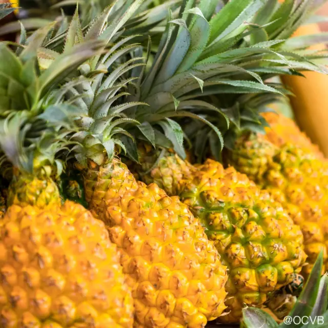 Taste Okinawa’s summer, one fruit at a time!🥭🍍☀️

Okinawa’s subtropical climate is perfect for growing tropical fruits, with pineapples and mangoes among the islands’ most iconic produce.

☀️Behind every harvest is the careful work of local farmers, from selecting varieties and improving cultivation techniques to tending each fruit as it grows. 🥭🍍Enjoy them fresh from local markets and farm stands, or try Okinawa-grown fruits in parfaits, shaved ice🍨, gelato🍧, smoothies, and more! 

Choosing locally grown fruit is a delicious way to experience Okinawa’s agriculture and the people behind it🌿✨

💬 Fresh fruit or summer dessert: which would you try first?

#VisitOkinawa #Beokinawa #Okinawasummer #Okinawafruits #Foodietravel