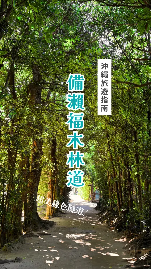 在沖繩北部，藏著療癒的絕美綠色小徑 🌿✨

走進兩萬株百年老樹構築的綠色隧道「備瀨福木林道」，腳下踩著細軟珊瑚白沙，耳邊只有海風吹拂樹梢的沙沙聲。

這裡的遊覽方式很自在，悠閒散步、租借自行車隨意穿梭，沿途還會不時遇到可愛的貓咪漫步！。順著林道一路走到底，眼前豁然開朗就是整片蔚藍的備瀨崎海岸！

一起感受被老樹包圍的慢步調吧🌳
下次去沖繩，最想和誰一起來這裡散步？💬

#備瀨福木林道 #沖繩北部 #沖繩景點 #沖繩自由行 #沖繩旅行