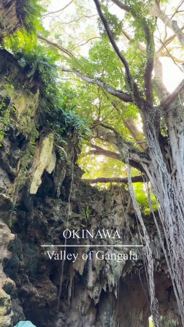 City & Town Spotlight – Nanjo City｜Where Nature Holds Stories🌿 

Beyond Sefa Utaki, there’s even more to discover in Nanjo City. 

📍Gangala Valley, Nanjo City 

Formed when a limestone cave collapsed hundreds of thousands of years ago, Gangala Valley is a lush landscape filled with limestone formations, caves, and subtropical forest🪨 

Discover the impressive Ufushu Gajumaru, a giant banyan tree🌳 with roots stretching down from the cliffs, caves connected to traditions of prayer, and archaeological sites offering clues to human life in Okinawa dating back tens of thousands of years🌿✨ 

The valley can only be explored on a guided tour. Follow an approximately 1 km route while learning about its nature, geology, archaeology, and the people who have interacted with this landscape over time🚶 

Like Sefa Utaki, Gangala Valley reveals another side of Nanjo City, where nature, human history, and traditions of prayer remain deeply connected. 

💬 What would you be most curious to discover beneath the forest of Gangala Valley? 🌿

#VisitOkinawa #Beokinawa #Okinawanature #Naturelovers #Outdooractivity